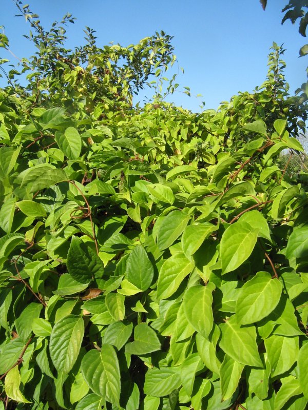 Лимонник куст