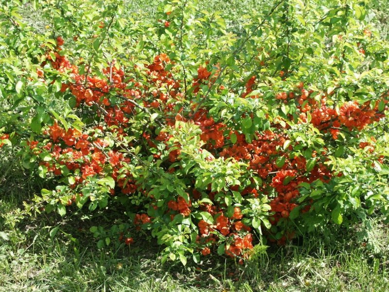 Актинидия коломикта куст