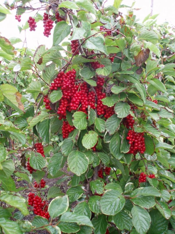 Лимонник китайский (Schisandra chinensis)