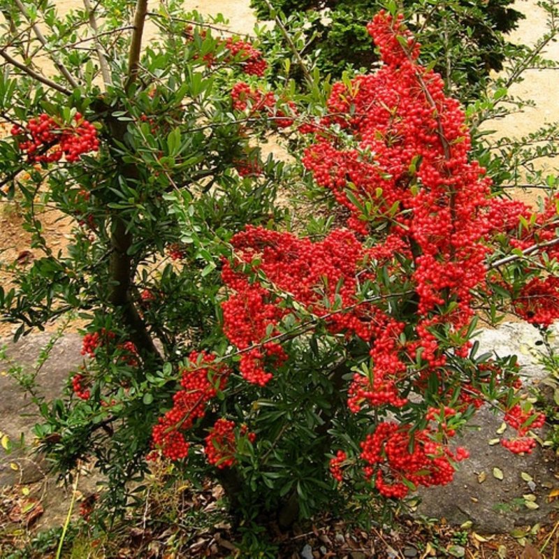 Лимонник китайский кустарник
