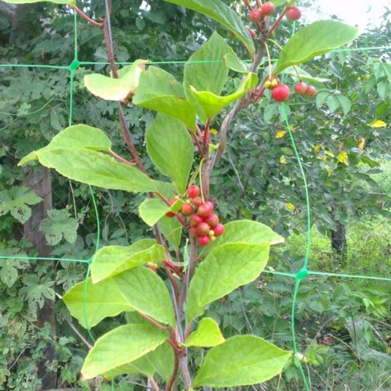 Лимонник красноцветковый