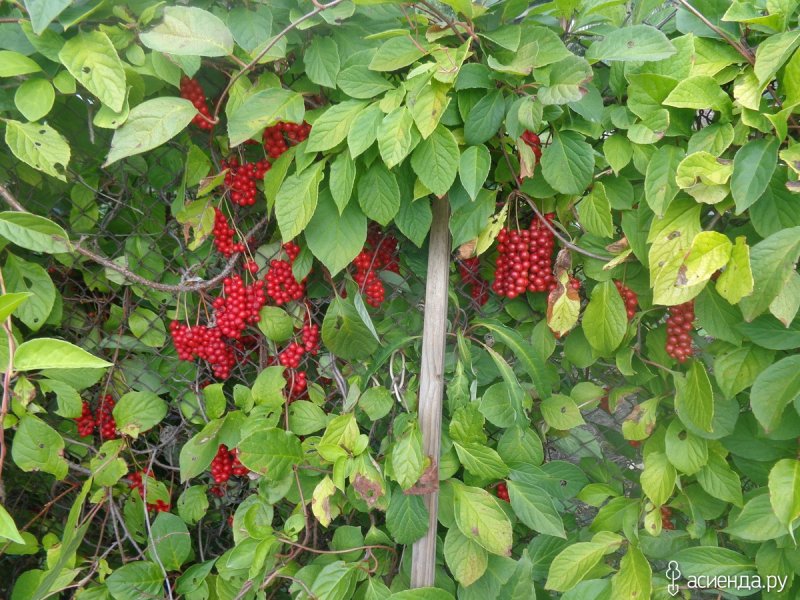 Лимонник китайский куст