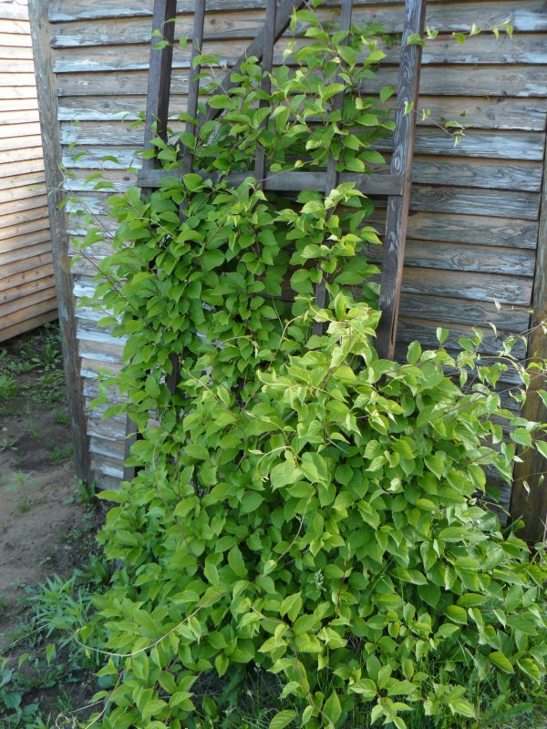 Лимонник Дальневосточный куст