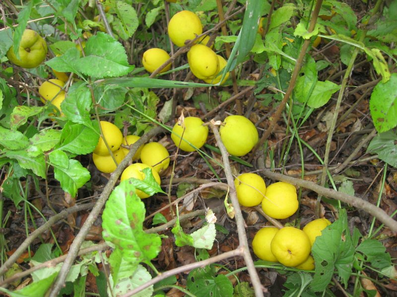 Лимонник китайский Лиана