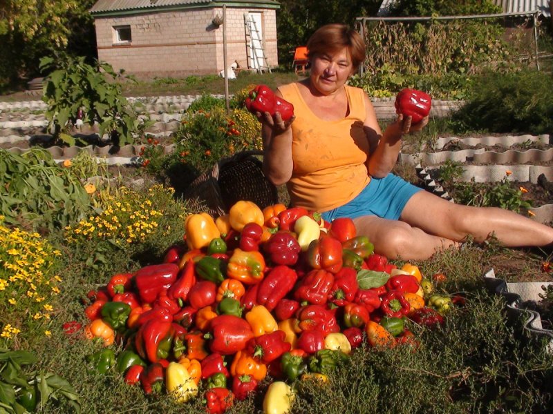 Перец болгарский урожай