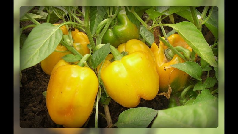 Перец сладкий Бугай