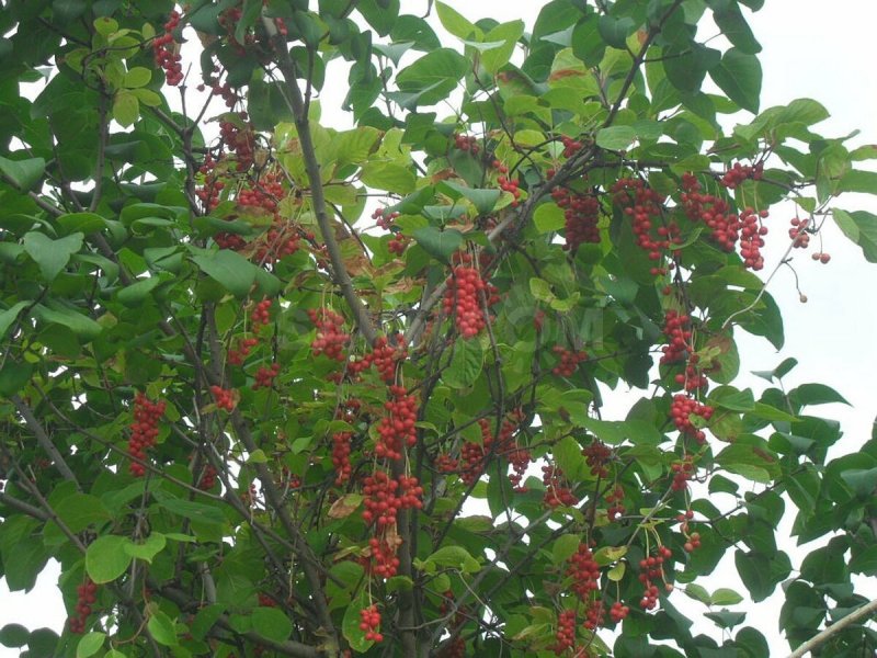 Лимонник шизандра
