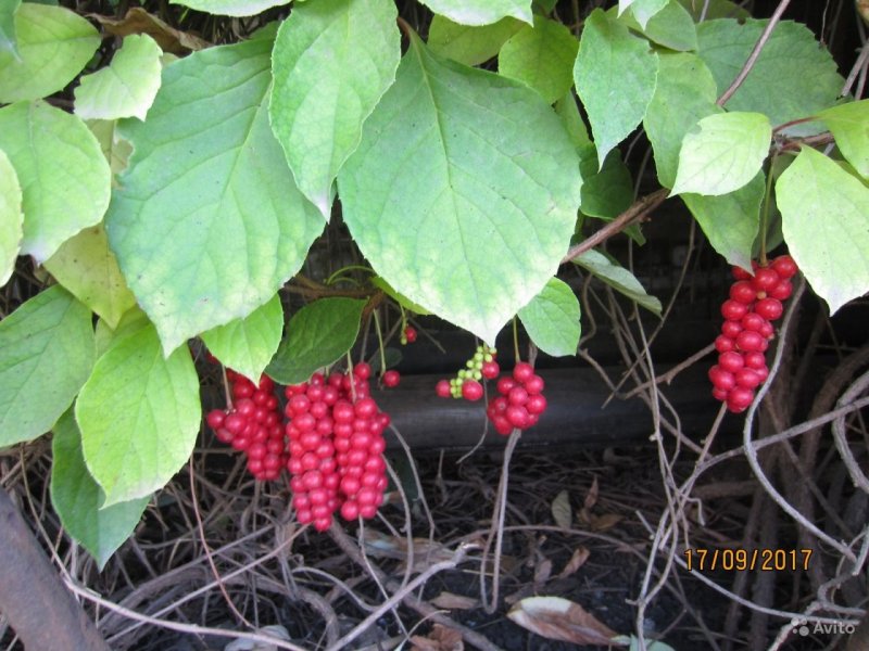 Лимонник китайский