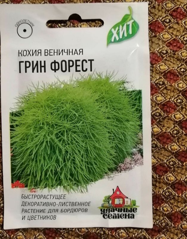 Кохия веничная Грин Форест