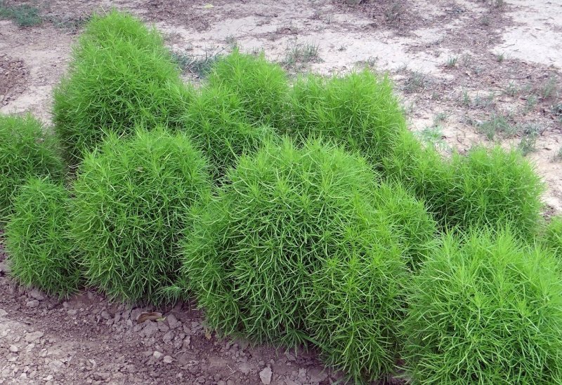 Кохия веничная (Kochia Scoparia)