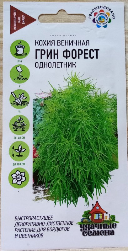 Кохия веничная Грин Форест