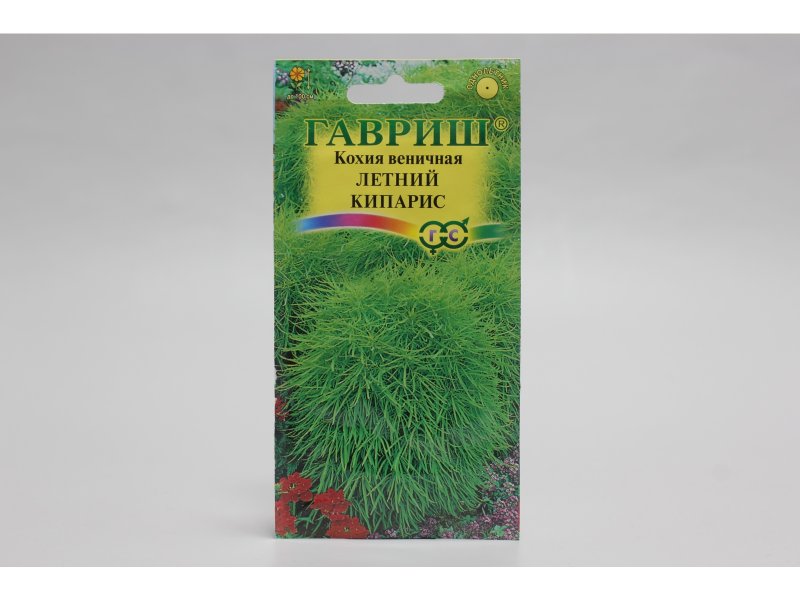 Гавриш кохия летний Кипарис