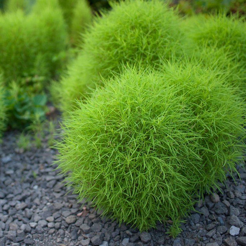 Кохия веничная (Kochia Scoparia)