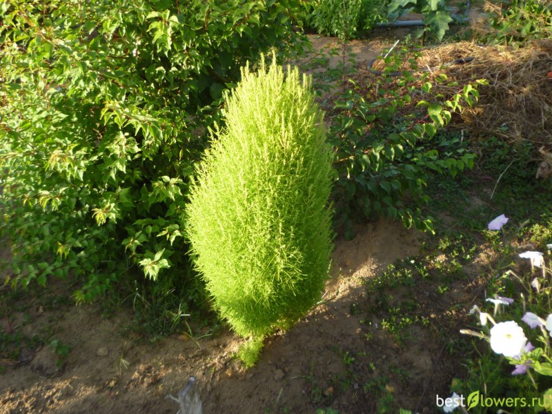 Кохия Султан f1