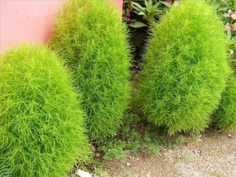 Кохия летний Кипарис