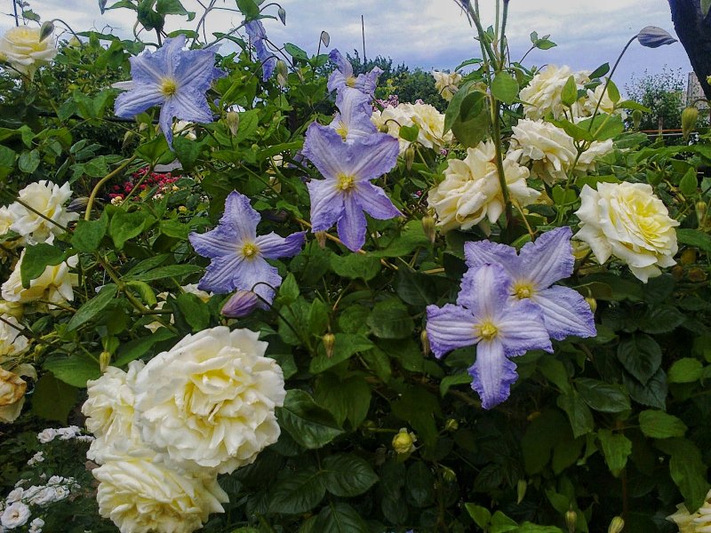 Роза Амадеус и клематис