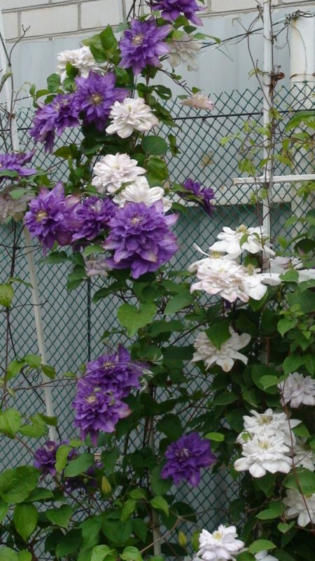 Клематис etoile Violette