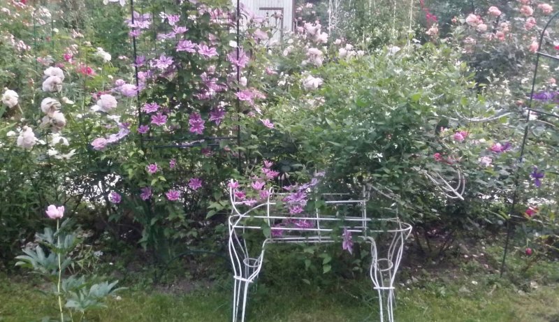 Клематис и плетистая роза соседство