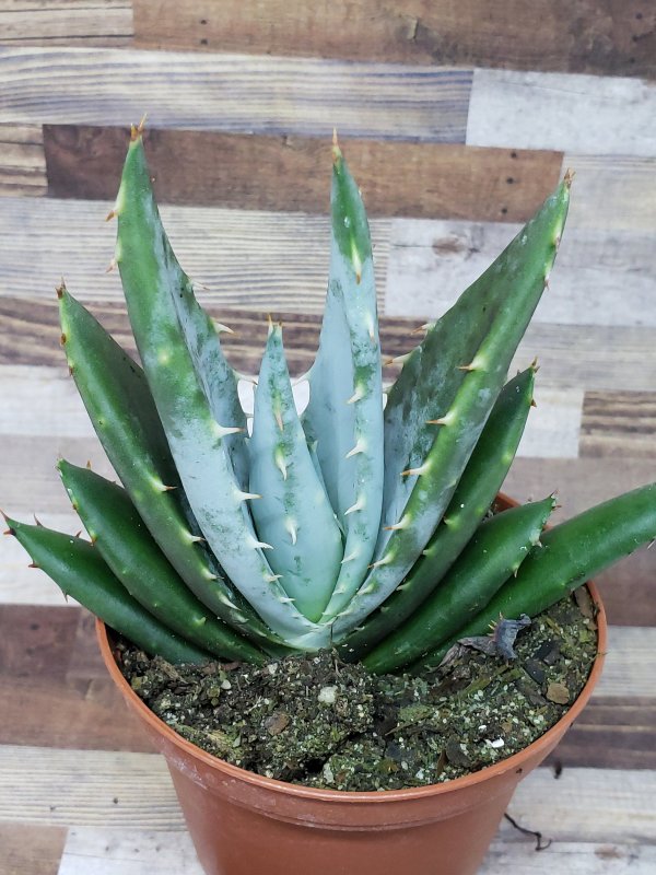 Aloe crousianus