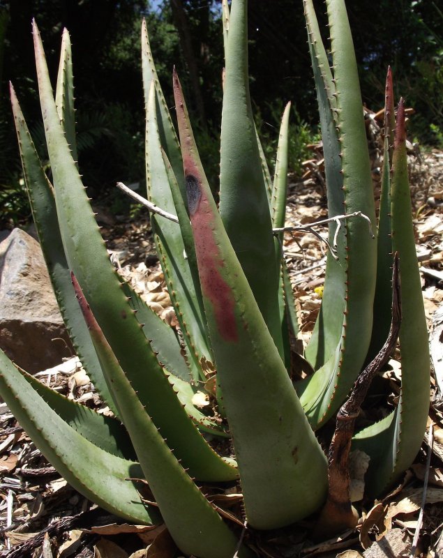 Gonialoe sladeniana