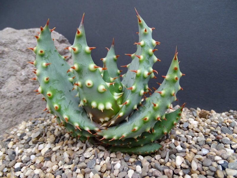 Алоэ aculeata