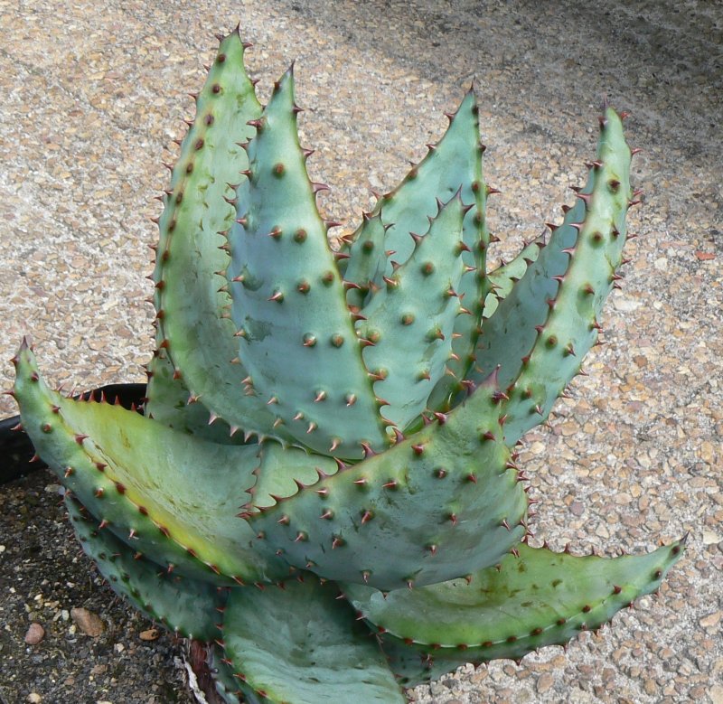 Aloe marlothii