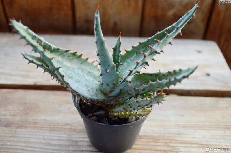 Алоэ aculeata