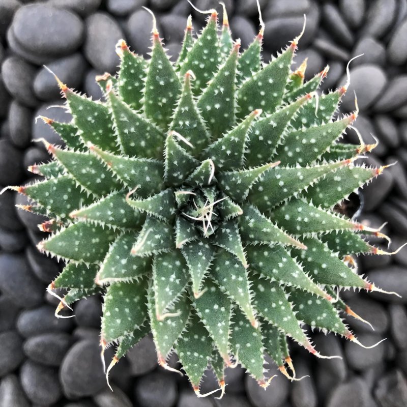 Aloe aculeata 'CROUSIANA'