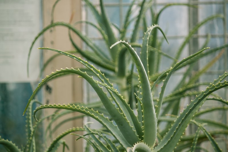 Алоэ Aloe krapohliana