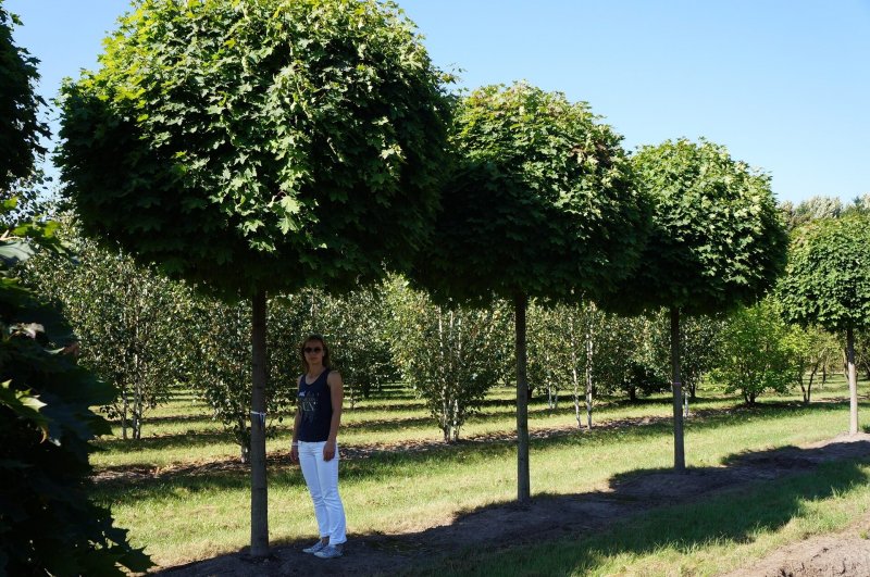 Клен остролистный globosum