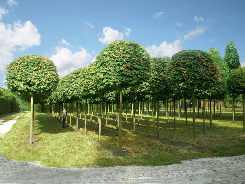 Acer platanoides 'Royal Red'