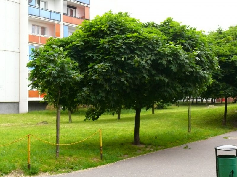 Клен Глобозум изгородь