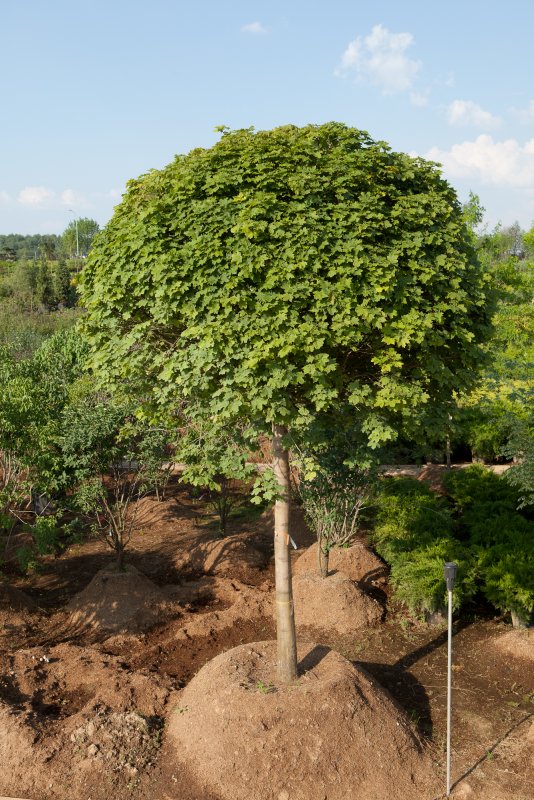 Клен остролистный globosum