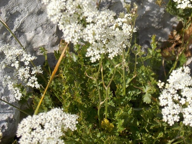 Бедренец большой-Pimpinella Major.
