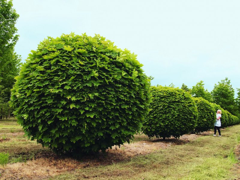 Клен остролистный Глобозум (globosum)