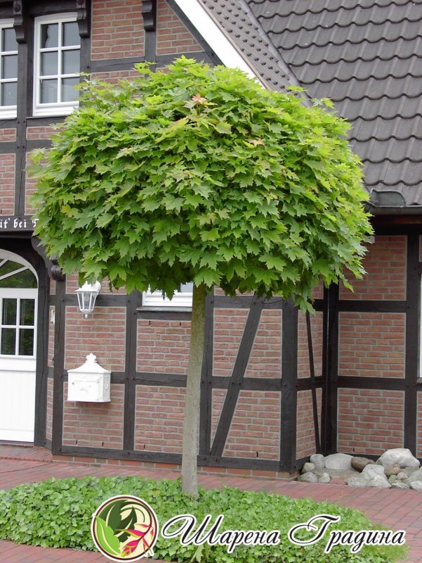 Клен остролистный `Глобозум`, Acer platanoides `globosum`