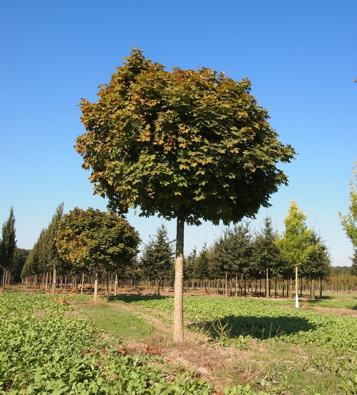 Acer platanoides globosum клен