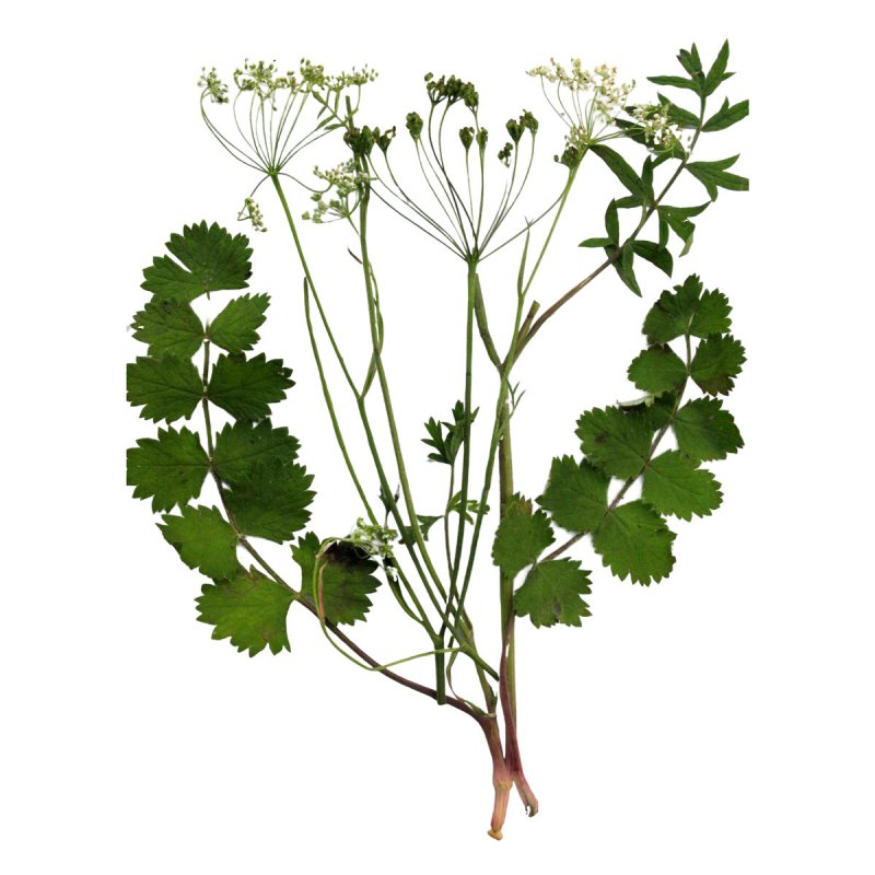 Бедренец-камнеломка (Pimpinella Saxifraga)