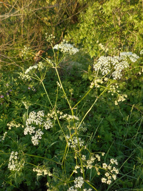 Бедренец rosea (Розеа)