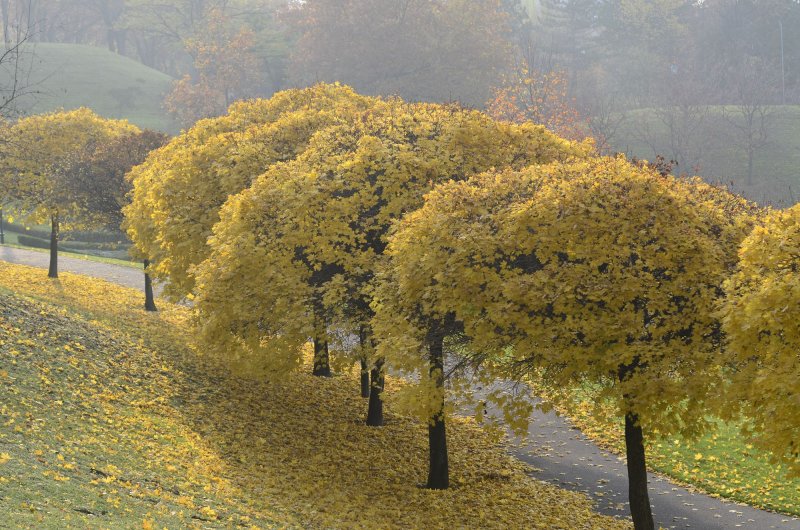 Клён остролистный Лорберга
