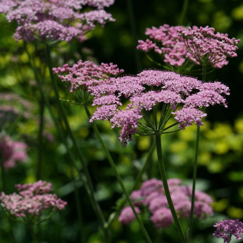 Бедренец большой-Pimpinella Major.