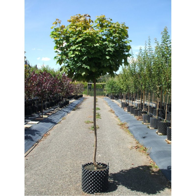 Акация шаровидная Robinia pseudoacacia Umbraculifera