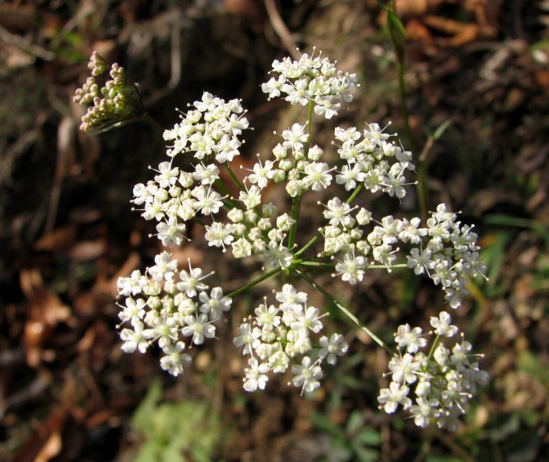 Бедренец камнеломковый — Pimpinella Saxifraga l.