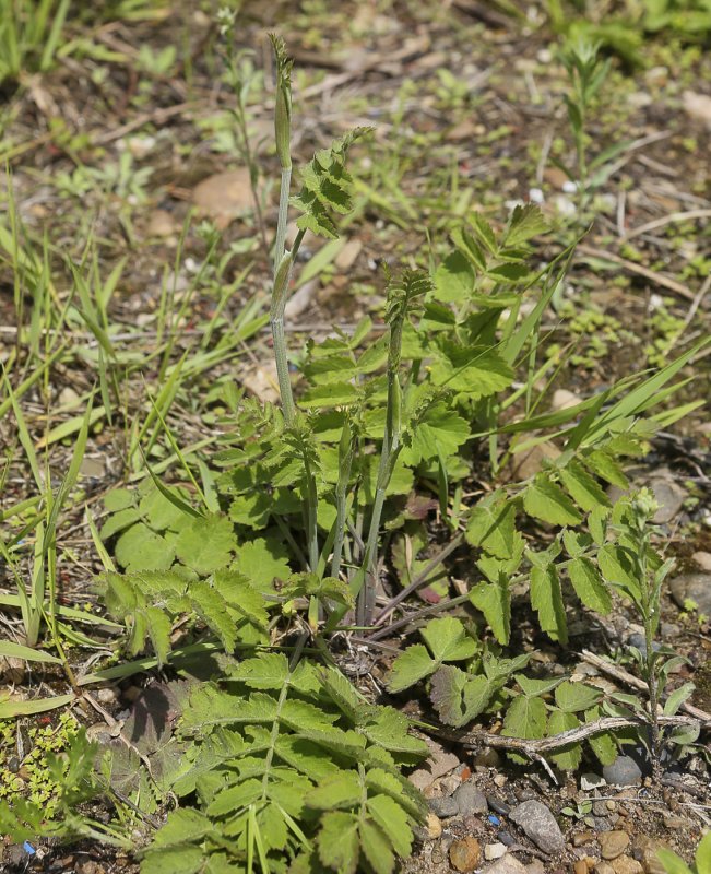 Растение Pimpinella anisum
