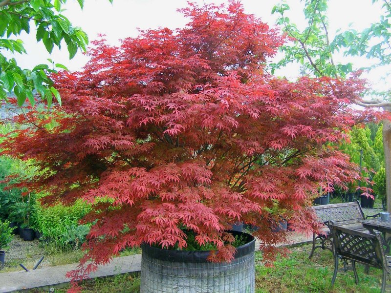 Клен Acer palmatum Atropurpureum