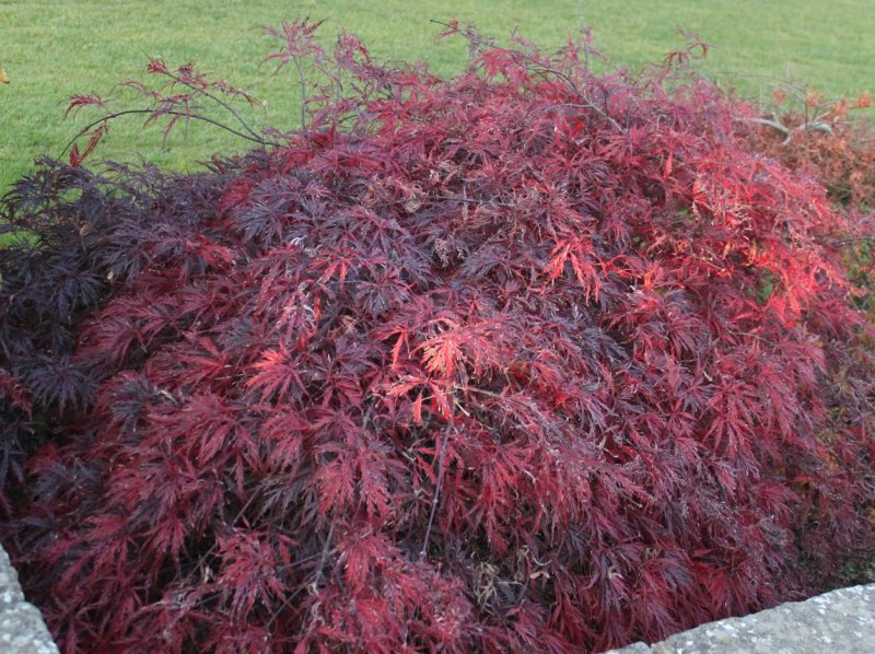 Клен Acer palmatum Atropurpureum