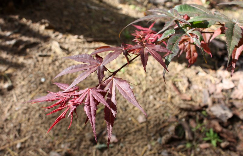 Клен веерный Atropurpureum