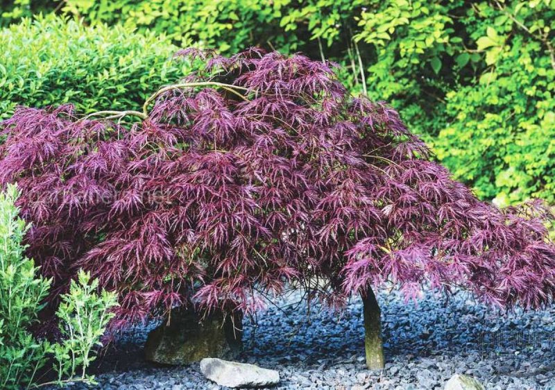 Клен дланевидный Atropurpureum