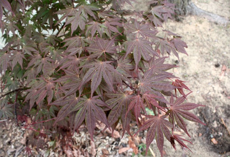 Клен веерный Atropurpureum зимостойкость