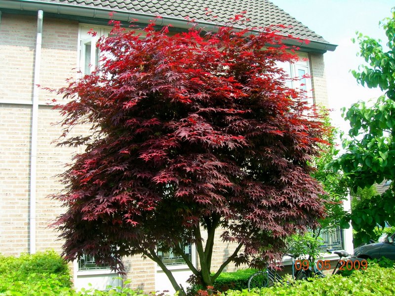 Клен Acer palmatum Atropurpureum